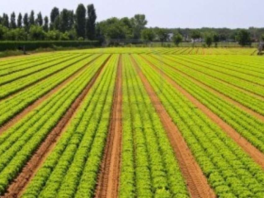 ​Bujqit në Rahovec do të furnizohen me fidane të trangullit “Kornishan”