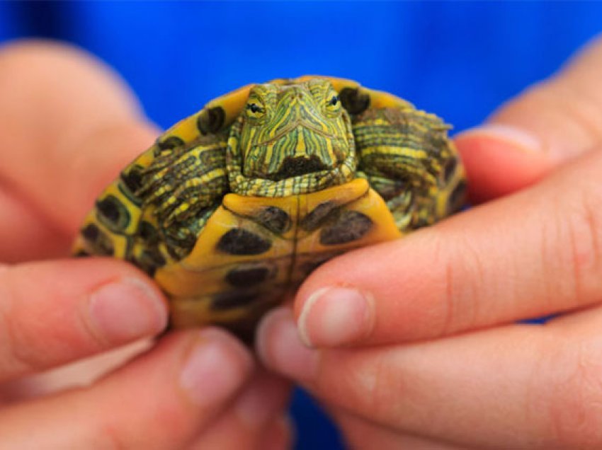 Arsyeja përse nuk duhet të mbani kurrë breshkë si kafshë shtëpiake, ja rreziku vdekjeprurës që vjen prej tyre