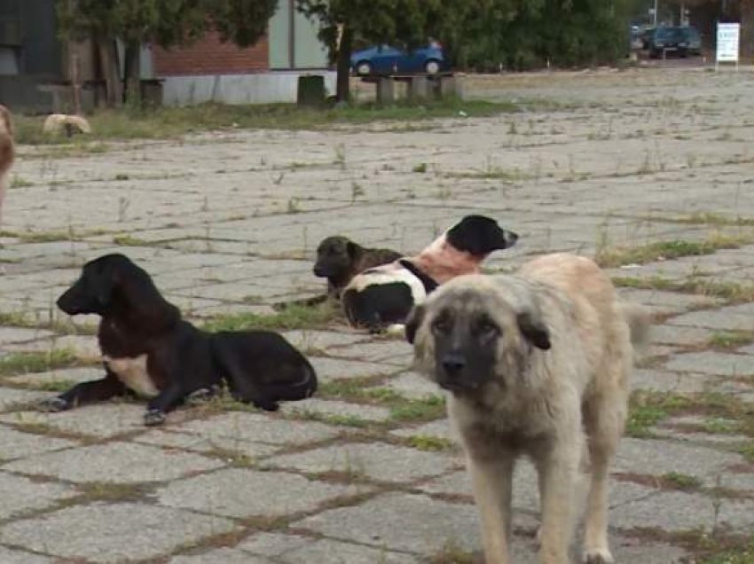 Tetova përplot me qen endacakë, qytetarët kërkojnë zgjidhje