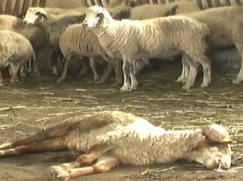 Sëmundja “gjuha blu”, Shqipëria ndalon importin e kafshëve nga Maqedonia