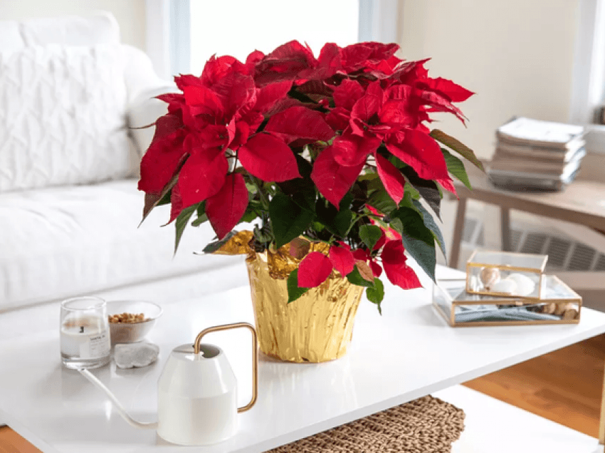 Dhjetë fakte interesante që ju bindin pse duhet ta keni në shtëpi lulen e Krishtlindjeve