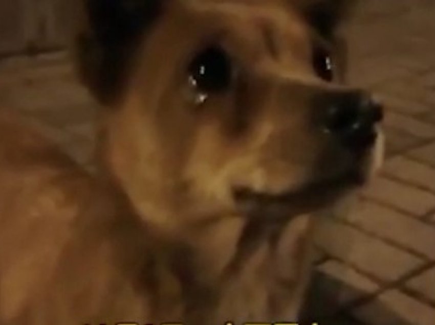 Video që ka përlotur botën! Qeni endacak qan kur një grua e panjohur i jep ushqim