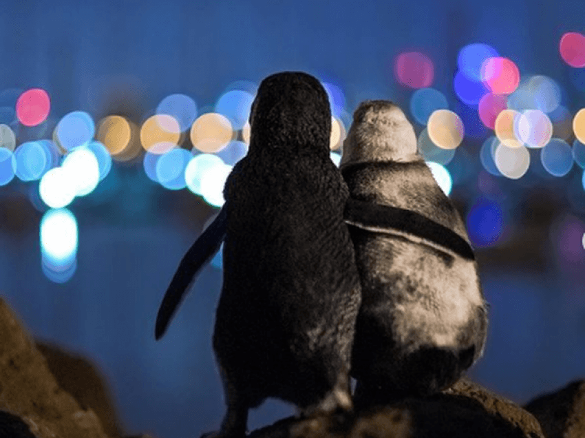 Fotografia e dy pinguinëve zgjidhet më e mira për vitin 2020, mesazhi prekës që fshihet pas saj