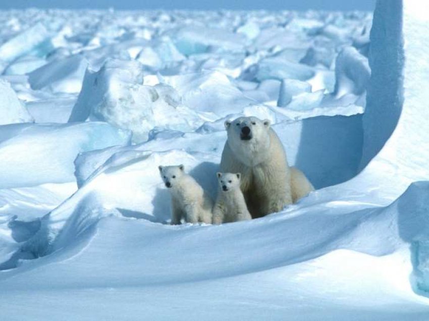 Ngrohja globale po lë pa ushqim arinjtë polarë