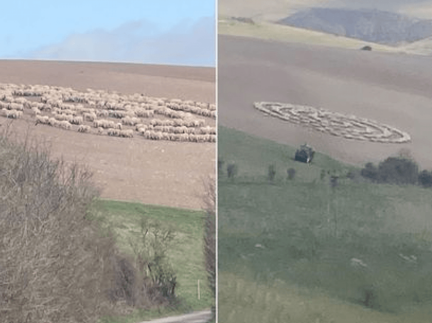 Misteri i qindra deleve që qëndrojnë palëvizur në formë rrethore, si të komanduara nga forca të padukshme 