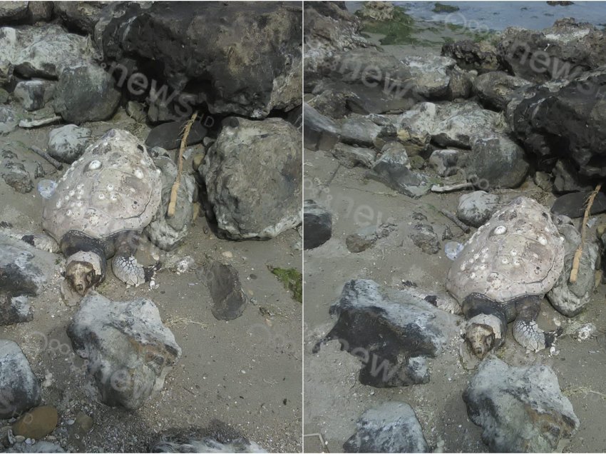 Breshka e rrallë gjendet e ngordhur pranë Kepit të Rodonit