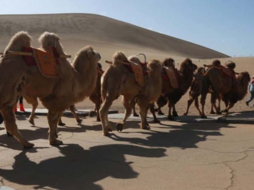 Kinezët arrijnë të bëjnë semaforin edhe për deve
