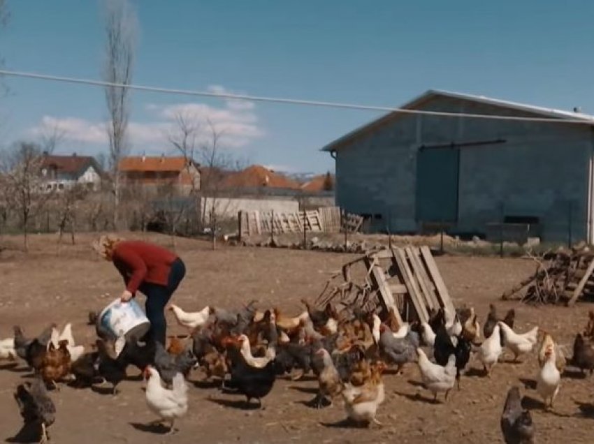 Fermerja nga Theranda që kujdeset për pesë mijë pula
