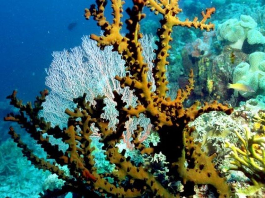 Koralet e Qipros janë në rrezik për shkak të ndryshimit të klimës