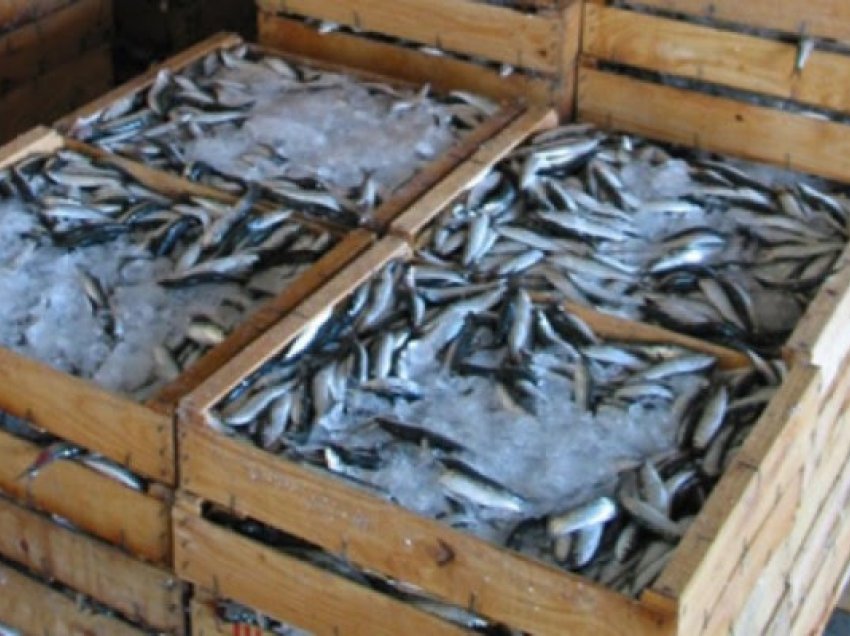 Kapen 100 kg peshk i kontrabanduar në veri 
