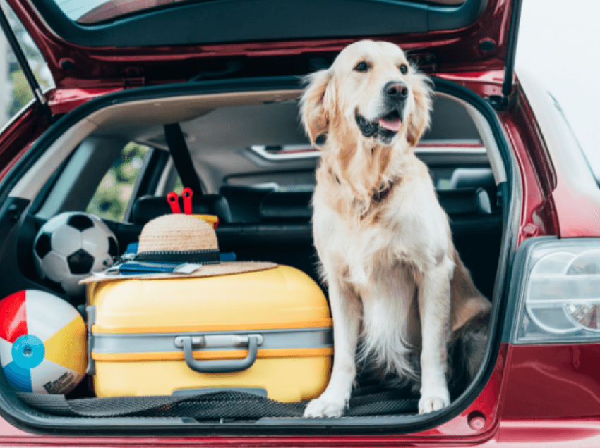 5 këshilla për të udhëtuar me qenin tuaj lehtësisht