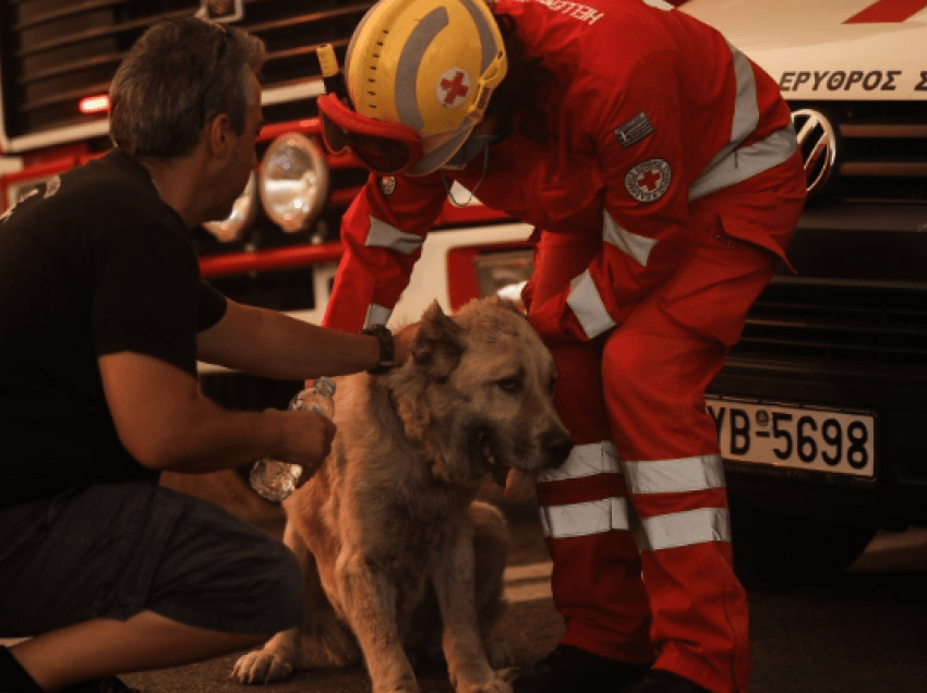 Zjarri në Greqi/ Momente kur kafshët përpiqen t’i shpëtojnë flakëve