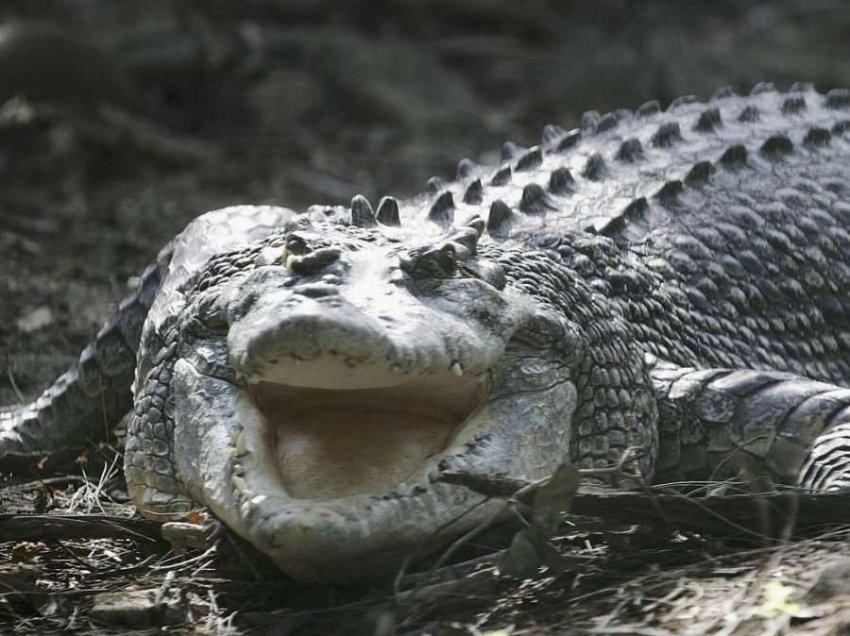 Tmerruese: Ushtarët sulmohen nga krokodili, njëri në gjendje të rëndë