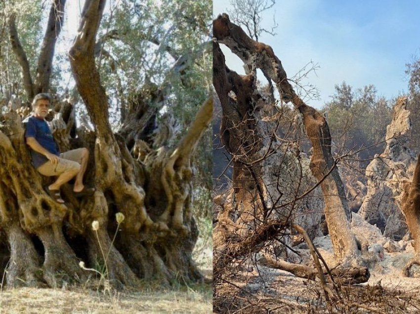 Ulliri i lashtë 2,500 vjeçar u dogj nga zjarret në Evia të Greqisë