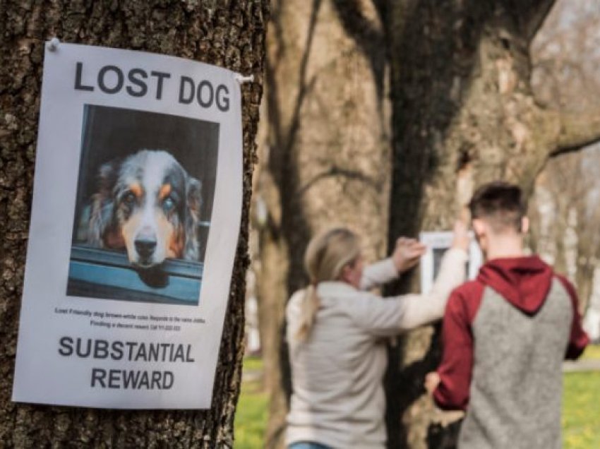 Disa nga mënyra për të marrë ndihmën e komunitetit tuaj për të gjetur një kafshë shtëpiake të humbur
