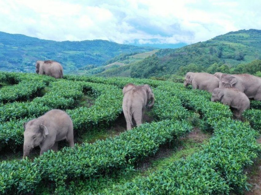 Frikë nga tragjedia, tufa e elefantëve evakuuon qytetin me 150 mijë banorë