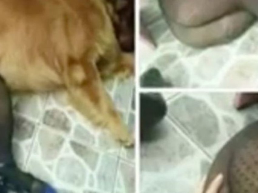 Zbulohet ‘strofulla’ në Beograd ku turistët kryejnë seks me kafshët