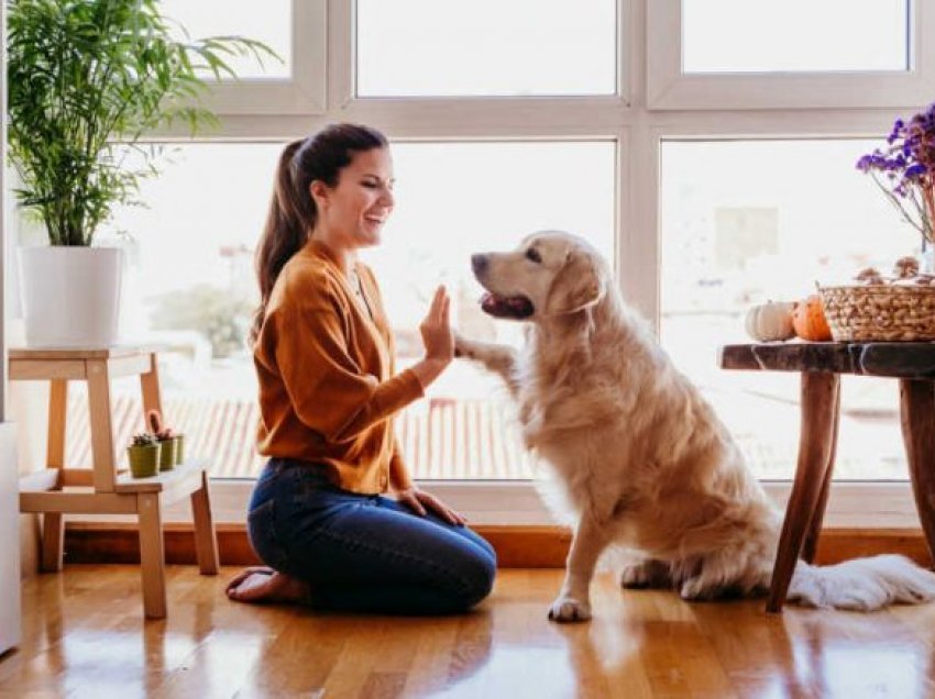 Mënyrat se si qentë përdorin gjuhën e trupit për të komunikuar me ne