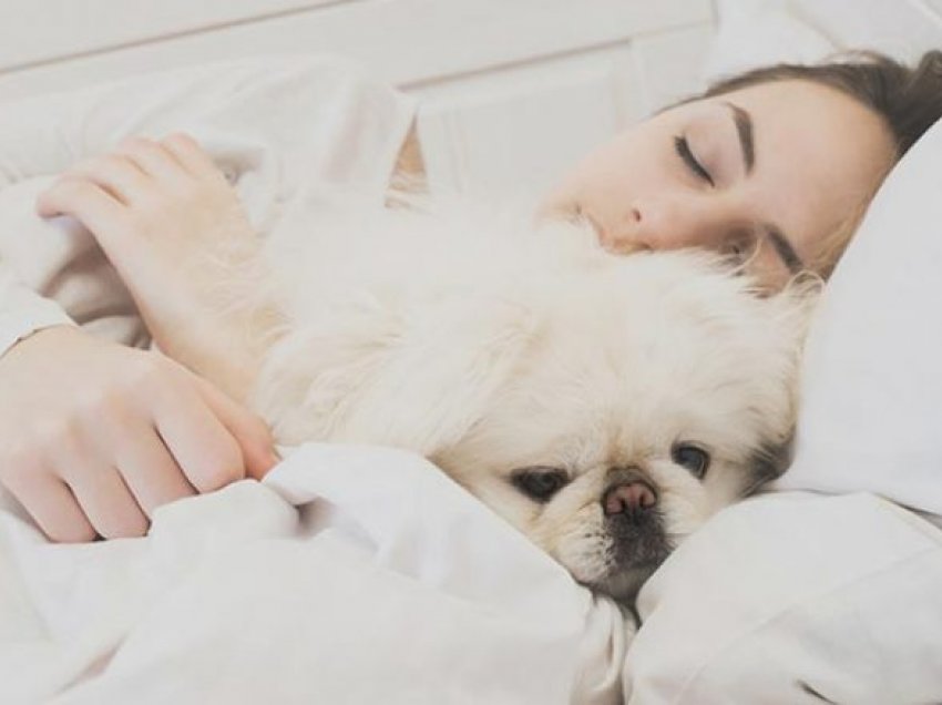 Sipas një studimi studentët që përqafohen me qentë kanë më pak stres