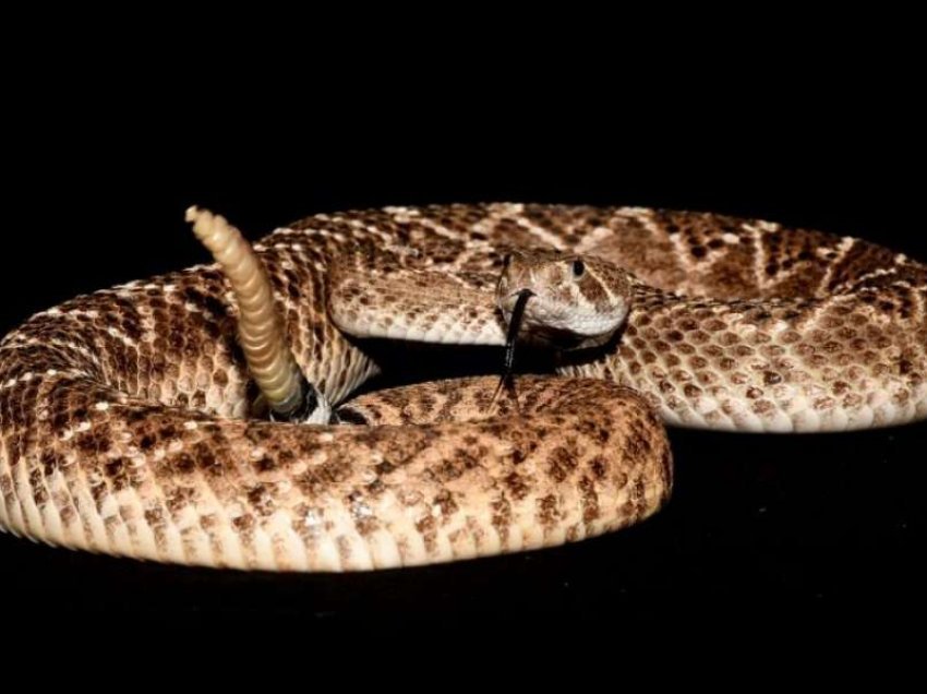Studiuesit: Gjarpërinjtë me zile i mashtrojnë njerëzit me zhurmën që bëjnë