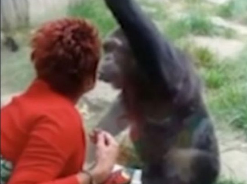 U puth në buzë me shimpanzenë, gruaja dëbohet nga kopshti zoologjik