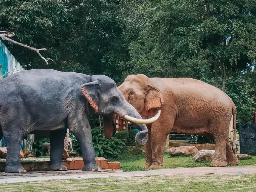 ​Elefanti i inatosur rrëzon skulpturën ‘realiste’ të mashkullit, pasi e ngatërroi me një rival dashurie
