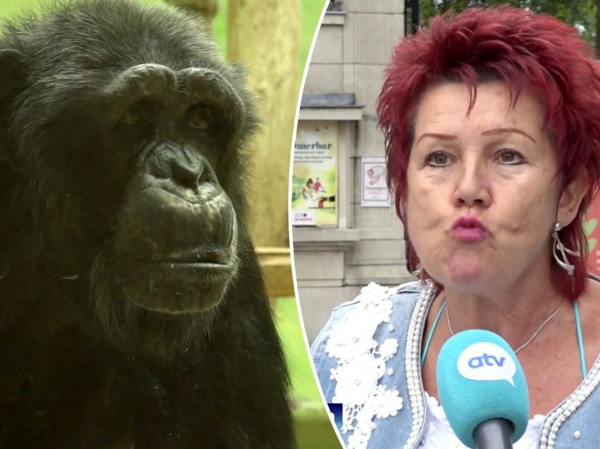 Gruaja ndalohet të hyjë në kopshtin zoologjik pas marrëdhënies së çuditshme me shimpanzenë