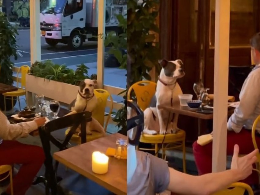 Pronari dhe qeni darkojnë së bashku në restorant, video bën xhiron e rrjetit