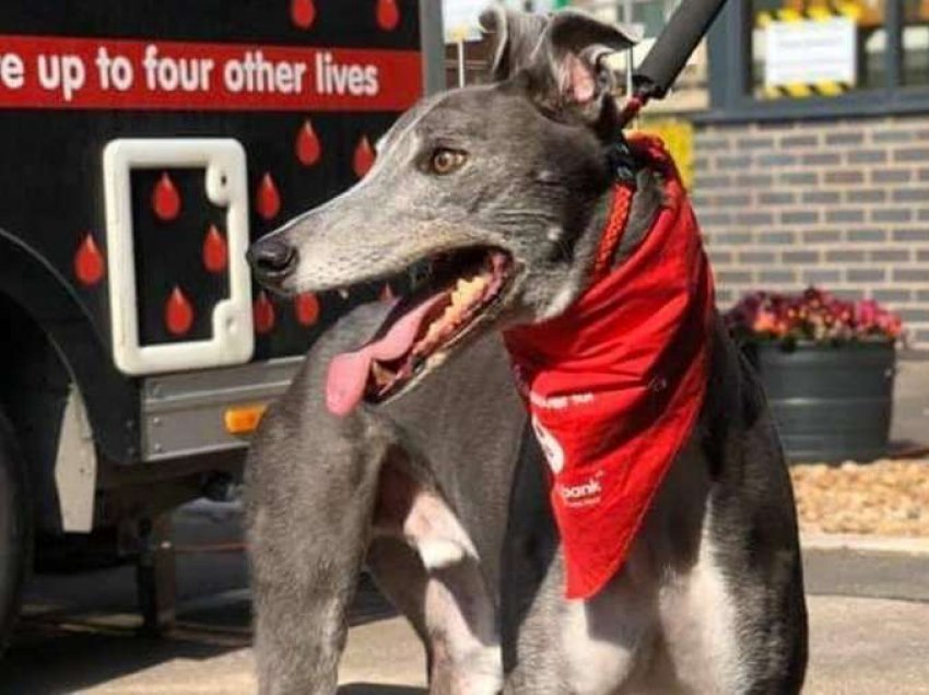 Del në “pension” qeni që dhuroi gjakun e rrallë për 6-vjet