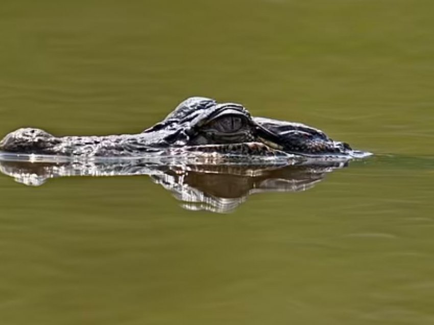 Krokodili sulmon për vdekje 71 vjeçarin pas përmbytjeve në Luiziana 