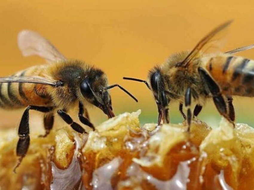 A e dini se mjalti ndihmon edhe në shëndetit të lëkurës?