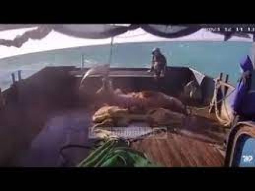 Kapet në Durrës peshkaqeni dem, specia e rrallë bie në rrjetën e anijes