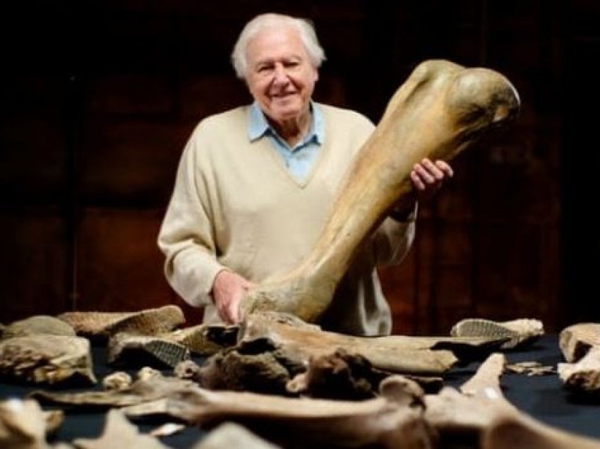 Zbulohen skelete të pesë mamutëve nga Epoka e Akullnajave