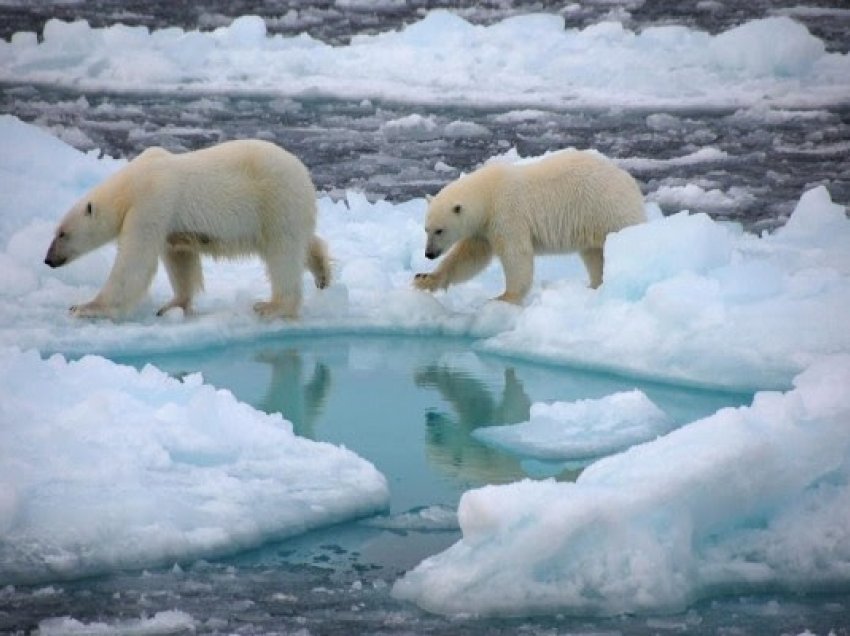 ​Cilat do të jenë efektet katastrofike botërore të shkrirjes së akullit në Arktik