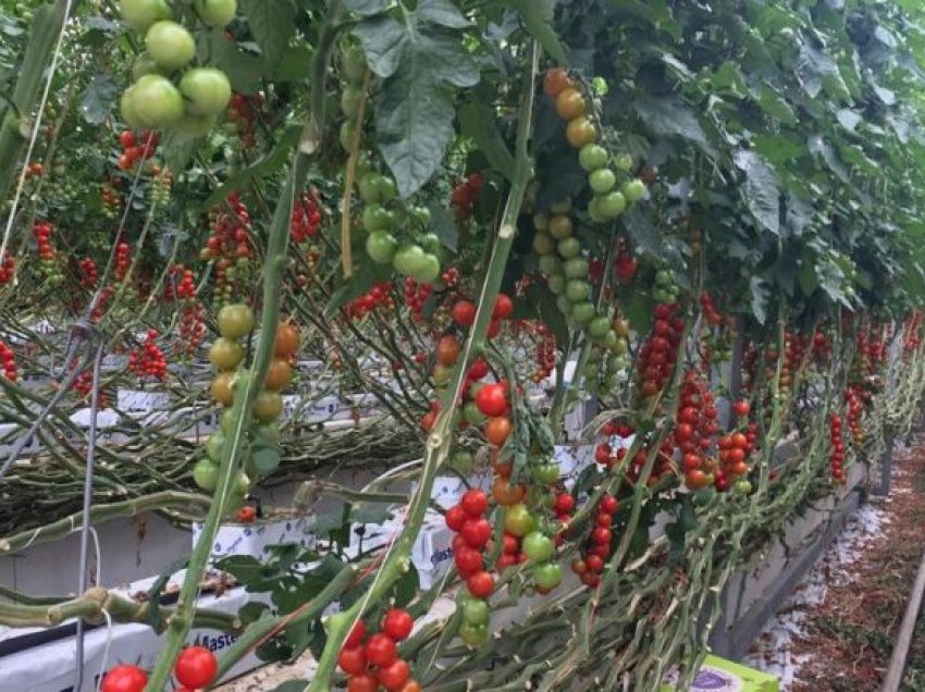 Farërat e domateve hibride me çmime deri 600 mijë euro për kilogram
