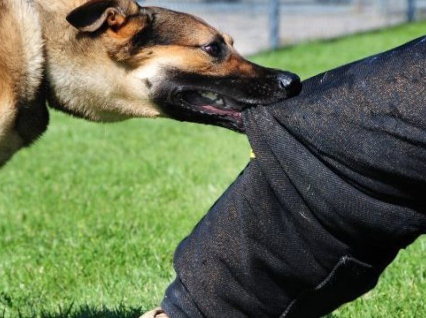 Qeni i tërbuar hyn në një shtëpi në Skenderaj dhe kafshon një anëtar të Policisë, njoftohet Policia