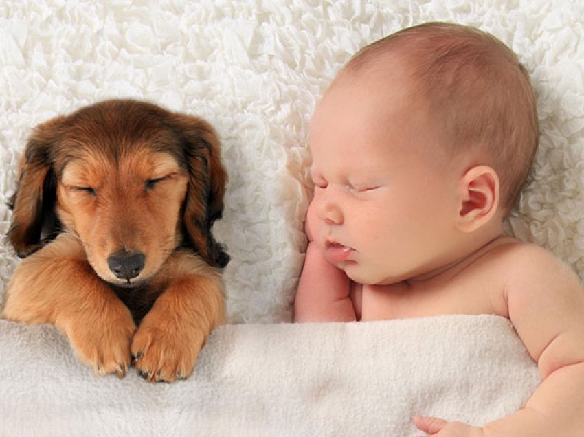 Sipas shkencës foshnjet që rriten në praninë e një qeni janë më të shëndetshme
