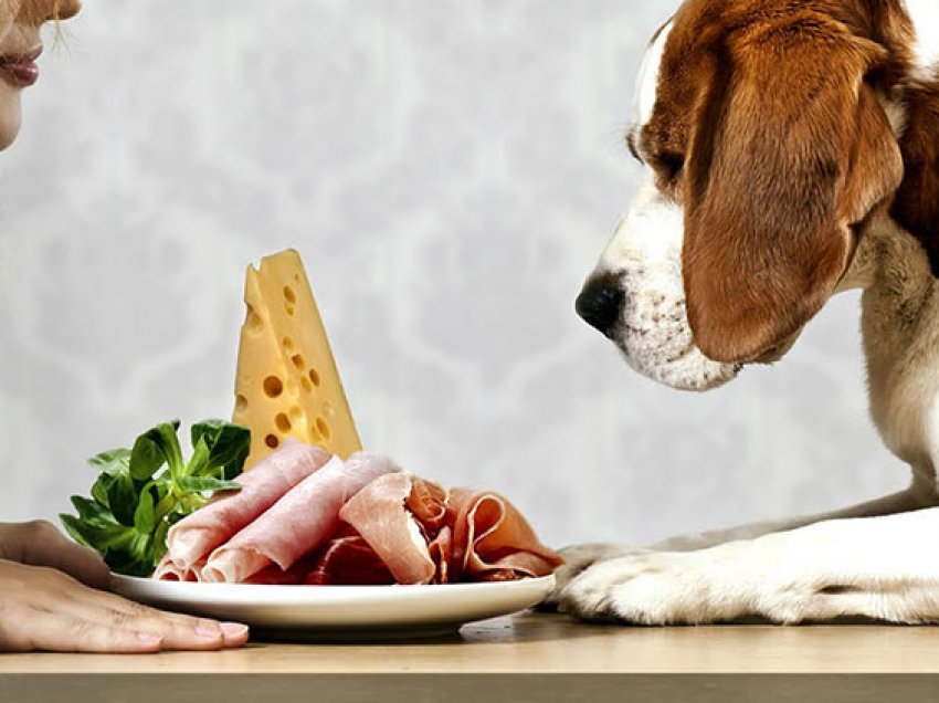 8 ushqimet më të rrezikshme për kafshët shtëpiake