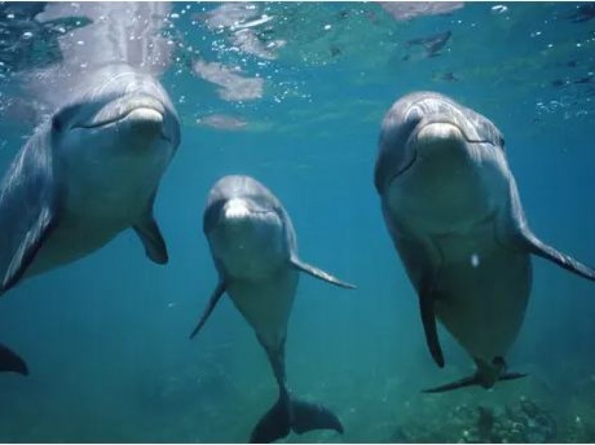 Studimi nxjerr të dhëna befasuese, zbulohen për herë të parë 2 ngjashmëritë midis njerëzve dhe delfinëve
