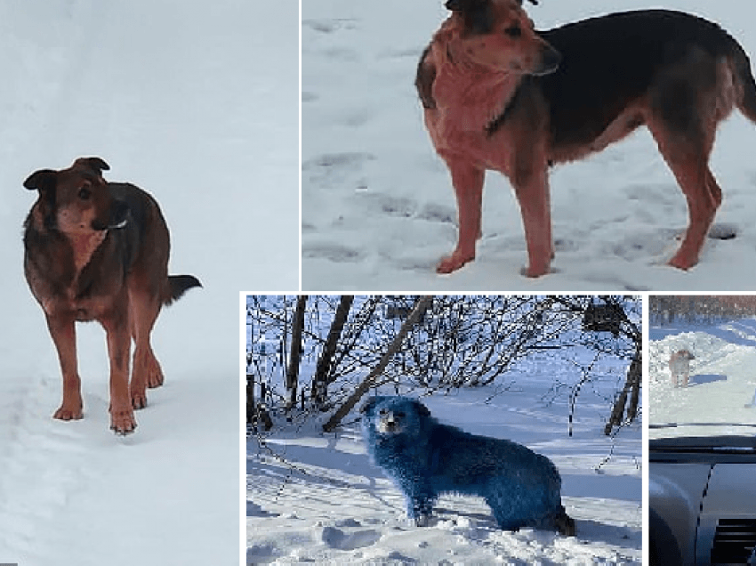 Pas atyre me pellush blu, shfaqet tufa e qenve rozë prej ndotjes kimike në Rusi