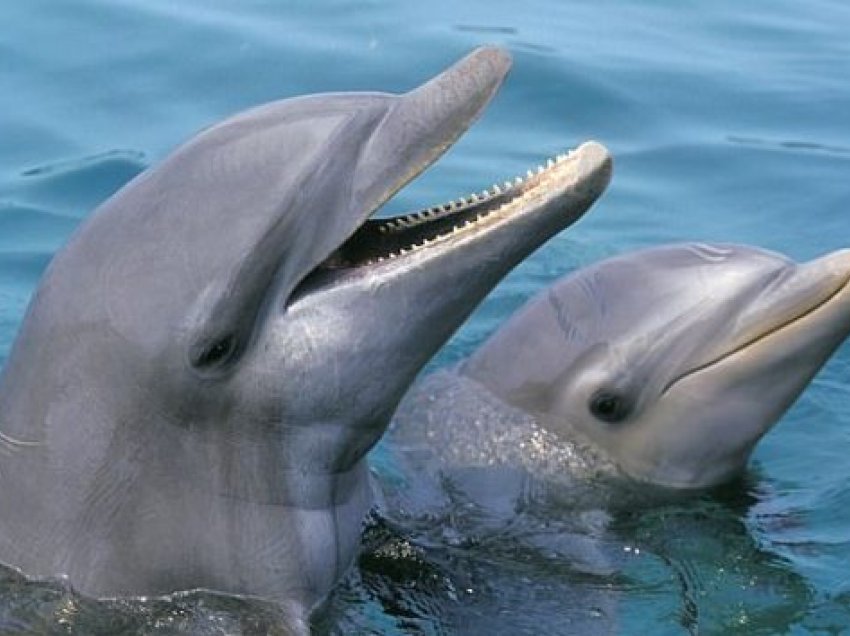 “Kuriozë, inteligjentë dhe socialë”/ Delfinët me tipare të ngjashme personaliteti si njerëzit