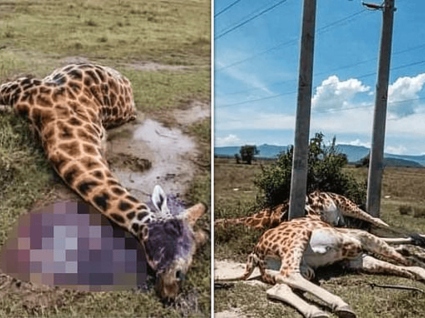 Tre gjirafa vdesin prej rrymës elektrike nga kabllot e ulëta në parkun natyror në Kenia