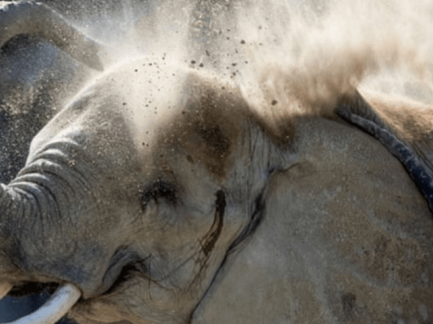 Elefanti vret punonjësin e kopshtit zoologjik me një gjuajte me hundë