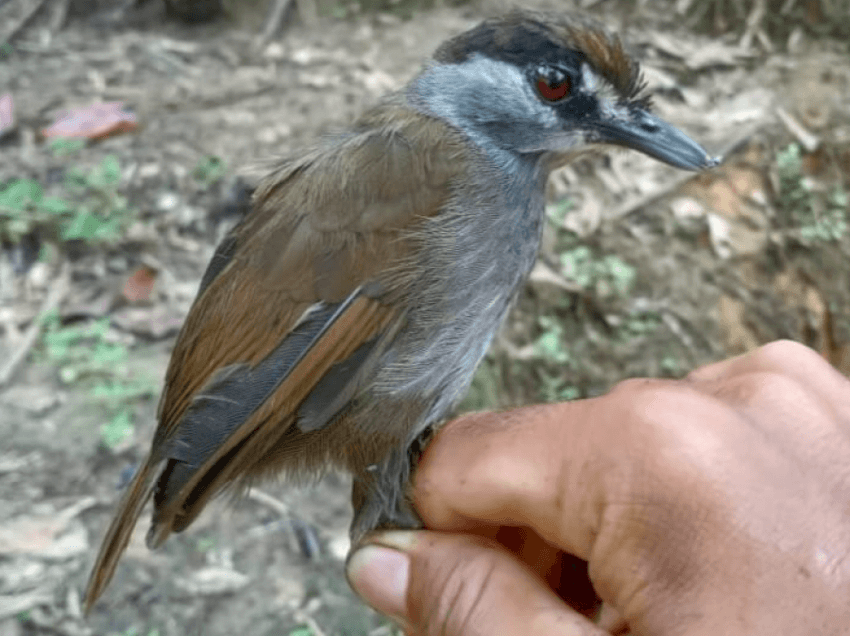 Gjendet zogu i konsideruar si i zhdukur që 170 vjet