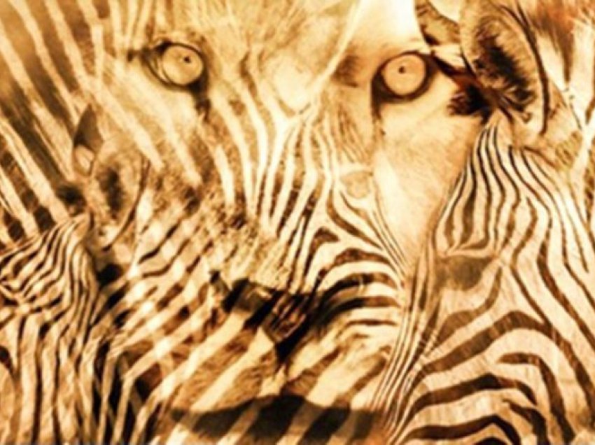 Cilën kafshë e keni parë më parë, luanin apo zebrën? Përgjigjja zbulon se çfarë personi jeni