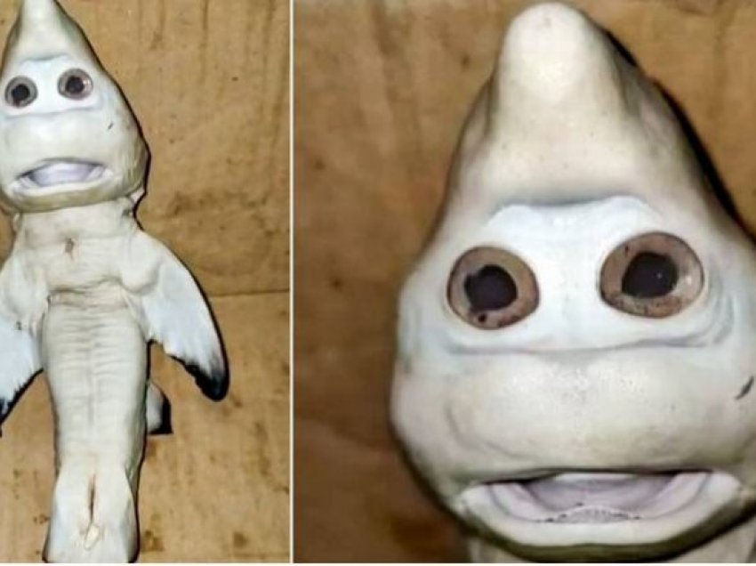 Peshkatari gjen një peshkaqen të vogël me ‘fytyrë njerëzore’