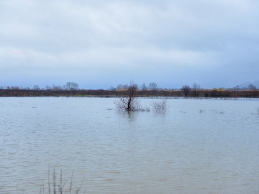 Përmbytje në Shkodër: liqeni dhe Drini në kuotat maksimale, gërryhet toka, shkasin dherat