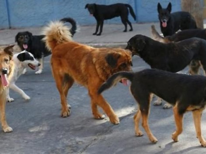 Horror në Greqi, qentë shqyejnë 56-vjeçarin