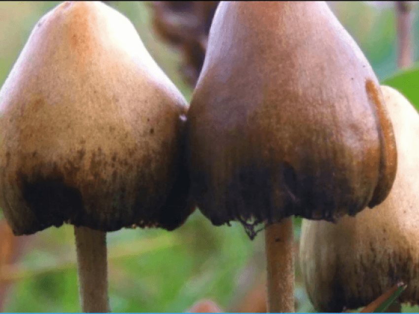 Një burrë injektoi ‘çaj’ kërpudhash magjike në damarë, kërpudhat u rritën brenda tij