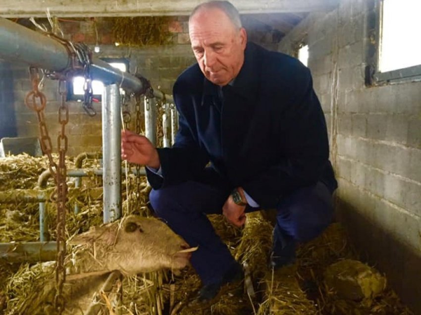 Sindikalisti i Bujqëve: Ja si përmbytjet, ia mbytën 100 dele këtij fërmeri në Vushtrri